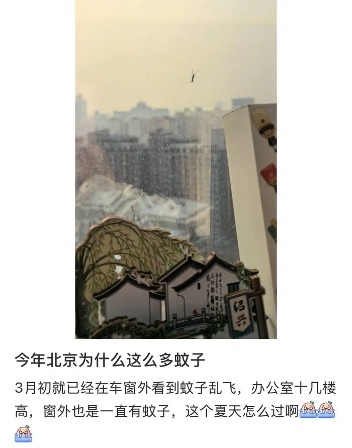 北京网友反映今年蚊子多