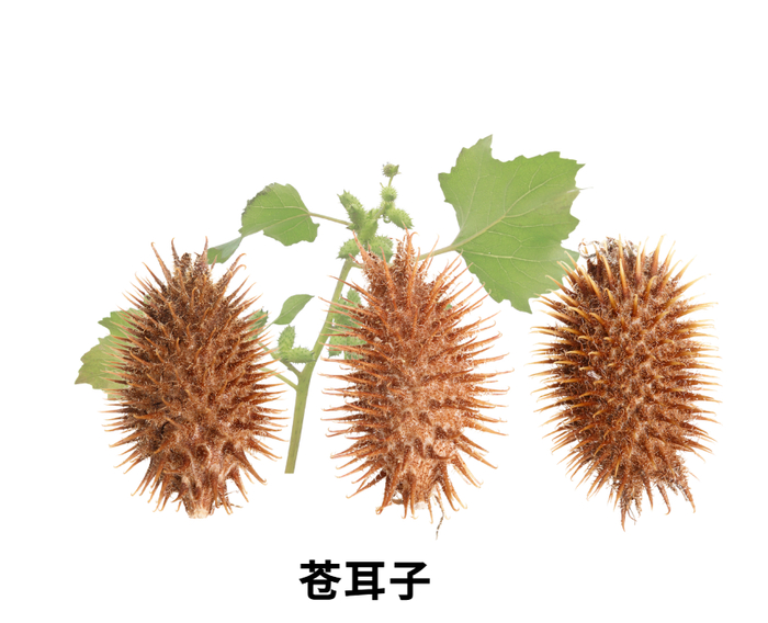 图片来源：中国药业 