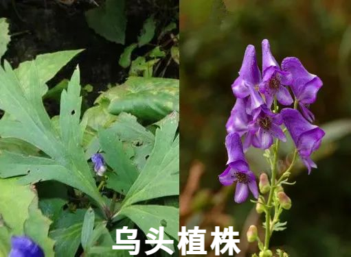 图片来源：深圳食药安办、深圳健康研究和数据管理 