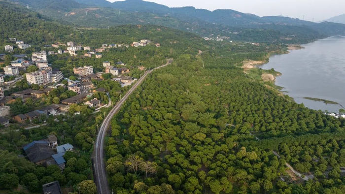 闽江岸边橄榄林。图源：遇见闽侯