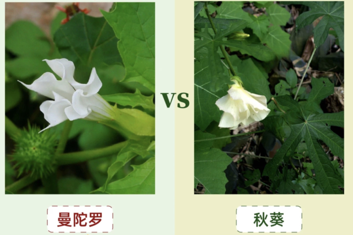 图源：网络