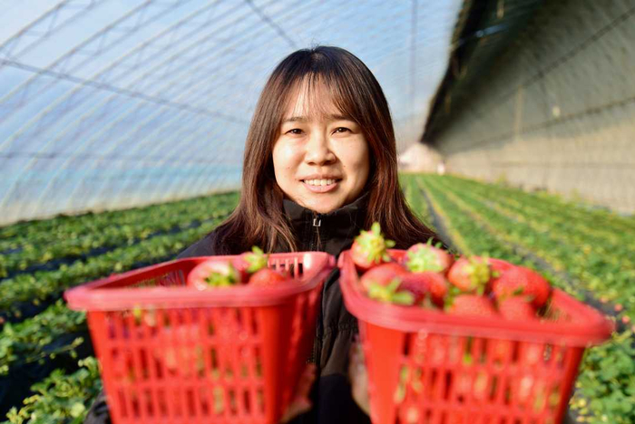 游客在横水镇丰博草莓园采摘草莓。郑占波摄