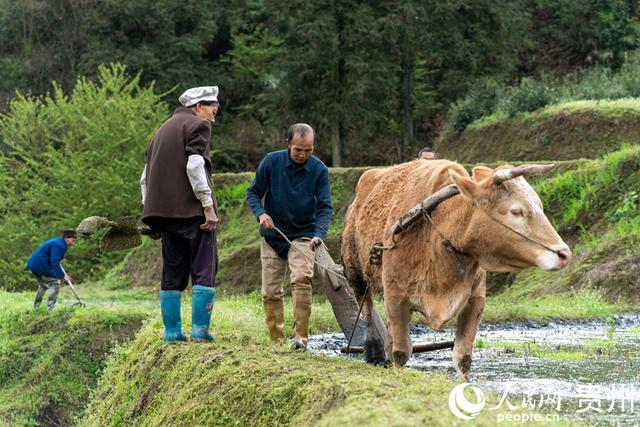 农户牵着耕牛在梯田内耕地。人民网记者 涂敏 摄