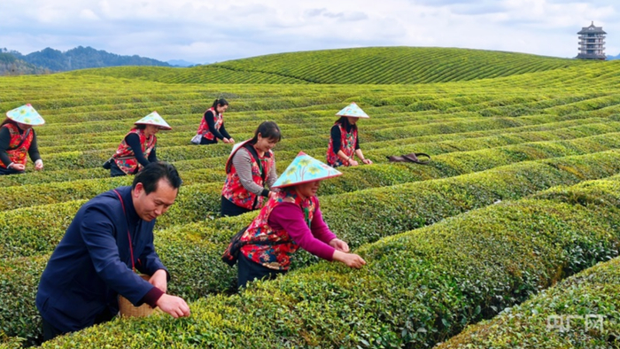湄潭县的万亩茶海（央广网记者  栾小琳  摄）