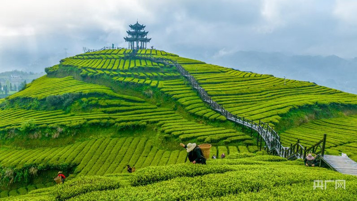湖北宣恩县伍家台贡茶文化旅游区茶园（央广网发  陶沙  摄）