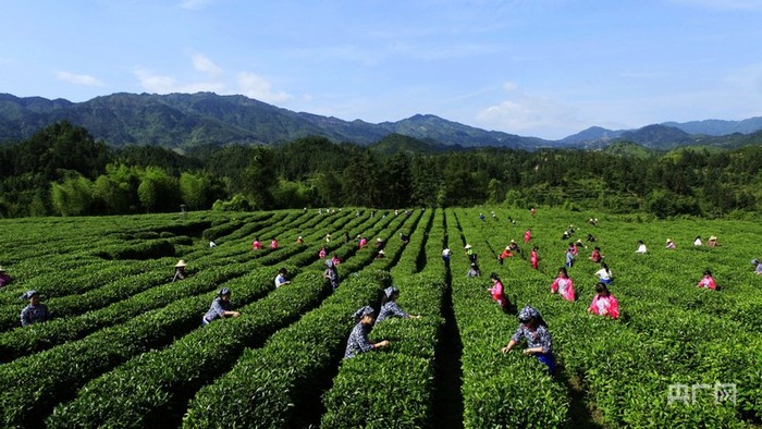 湖南桂东玲珑茶园，茶农正采摘春茶（央广网发  桂东县摄影家协会供图）