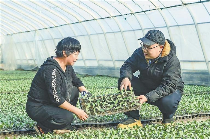     在廊坊市盛农农业发展有限公司育种大棚内，公司负责人李静海（右）察看标号“SN-W01”的甜瓜幼苗长势。    本报记者 张欢 摄