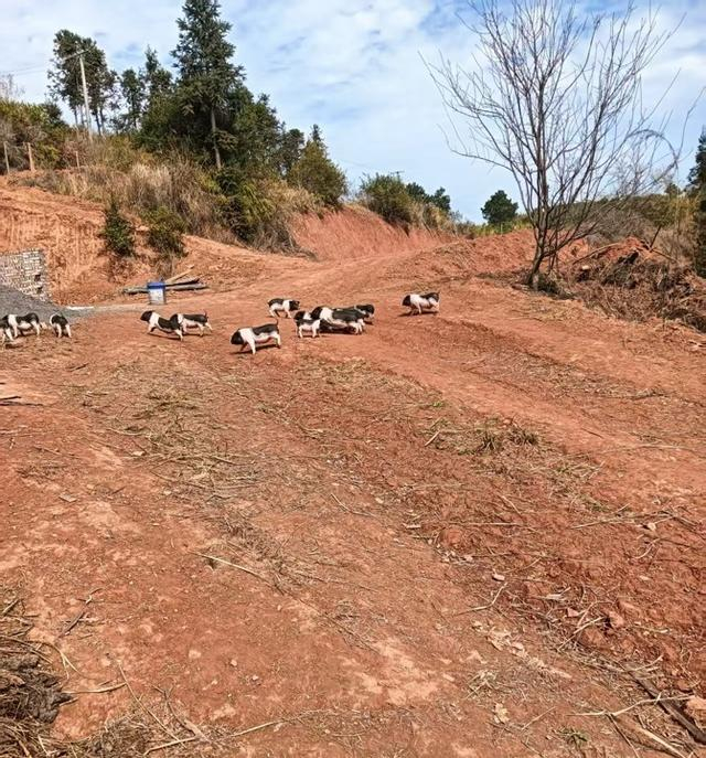李树全选定的为理理三兄弟修建农村别墅的位置。 受访者供图