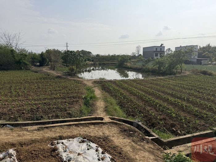 新都区石板滩街道合兴场社区蓄满水的堰塘。