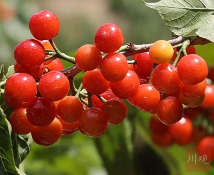 攀枝花樱桃 川观新闻资料图