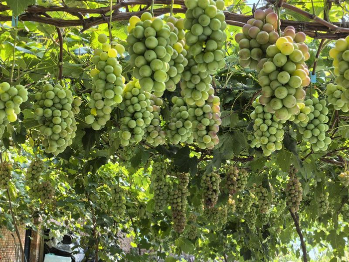 葛根庙镇果蔬采摘供应园区硕果累累