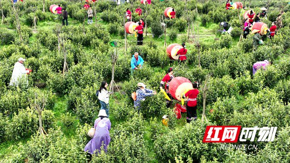 茶工选手同台竞技。