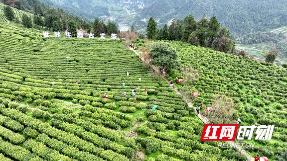 古丈县牛角山生态茶园。
