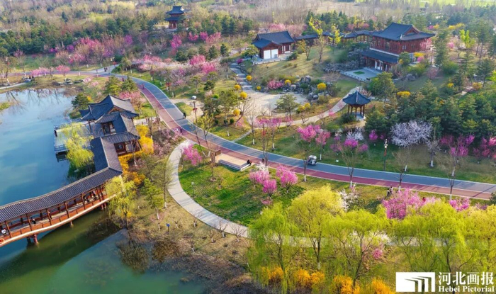 雄安悦容公园内春色满园。摄影/李达