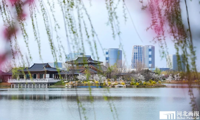 春光之中，雄安新区拔节生长。摄影/陈世豪