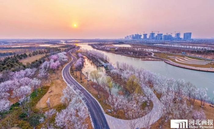 临淀湾春花烂漫。摄影/李达