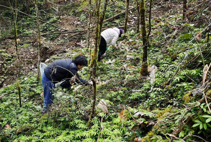 游客正在山间挖野菜。（平武县委宣传部供图）