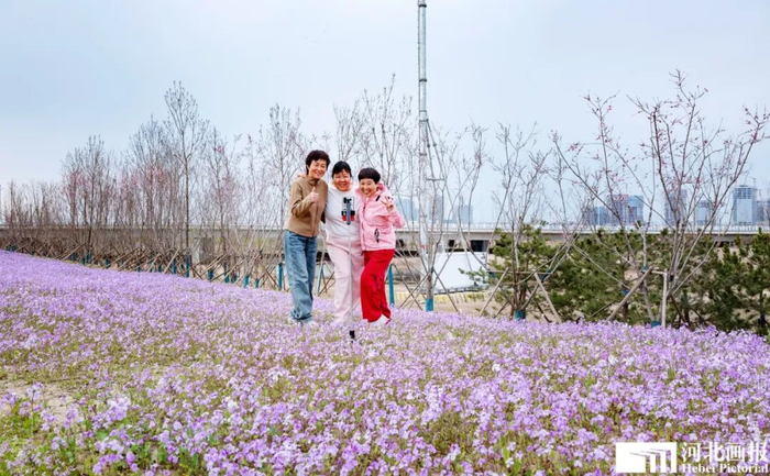 游客在花丛中打卡拍照。摄影/杨亚文