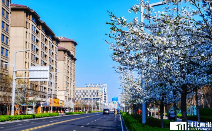 容东片区街头春花开遍。摄影/杨亚文