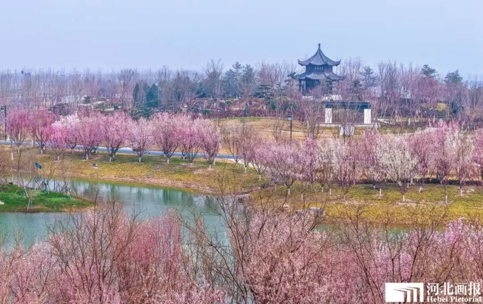 临淀湾春花烂漫。摄影/李达