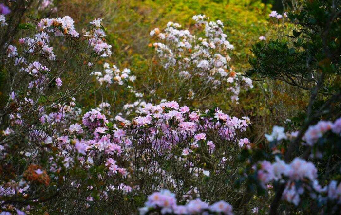        梧桐山漫山遍野的粉白花海 景区供图       
