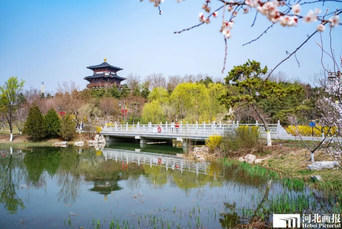 春意盎然的雄安悦容公园。摄影/杨亚文
