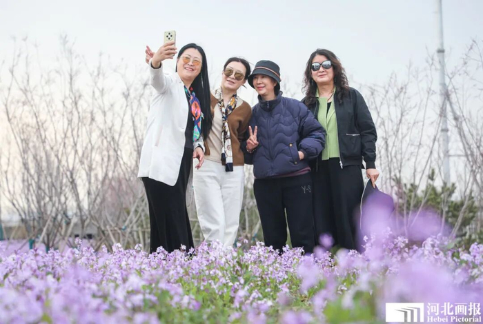 游客在花丛中打卡拍照。摄影/陈世豪