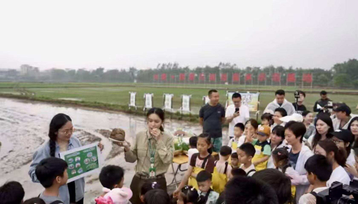        清远长隆度假区推出春耕插秧体验活动 景区供图       