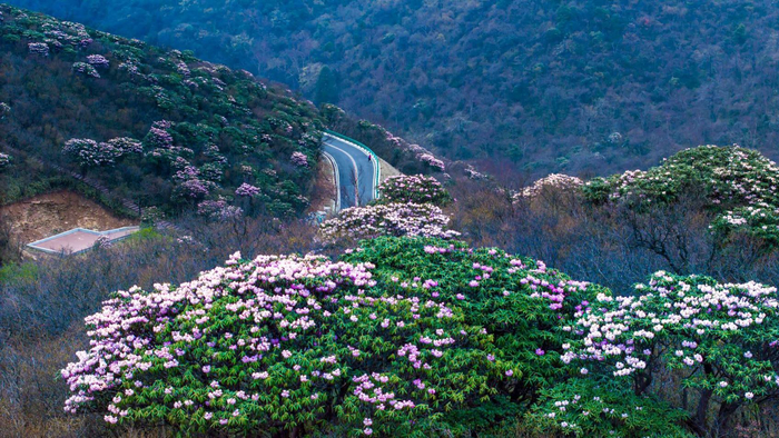 Y057林区路旺苍段—— 杜鹃花海彩林秘境