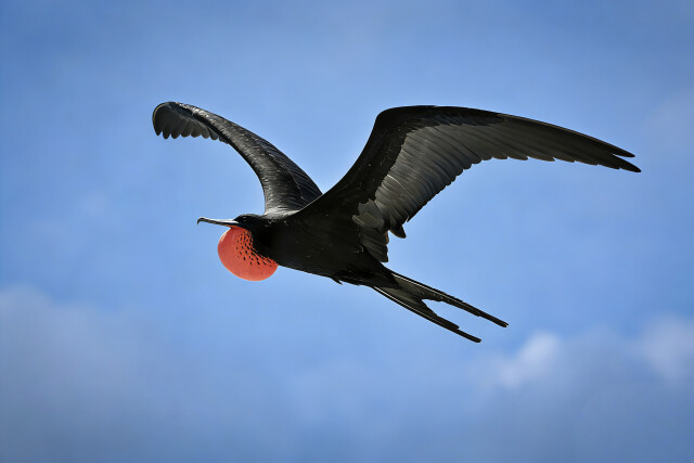 张吉安镜头下的鸟。​