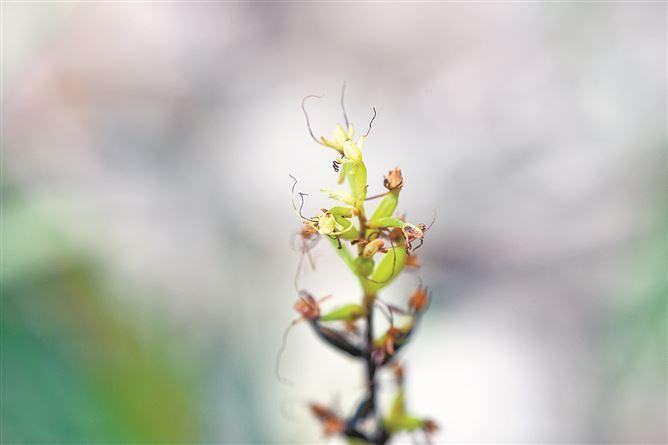长须阔蕊兰