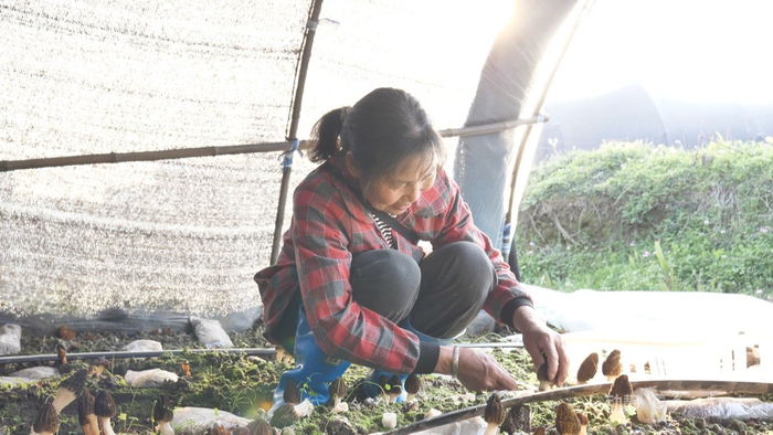 村民杨友连正在采收羊肚菌