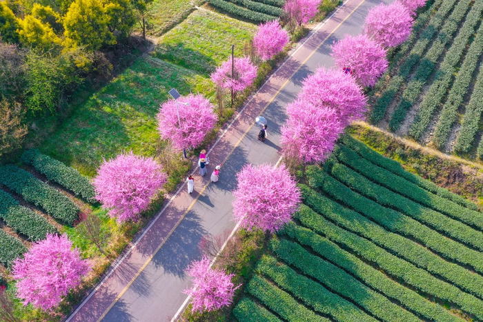雅安名山茶园绿道——“千里江山图”的绝美光影
