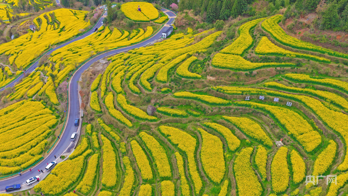 金色梯田蜿蜒，春日乡村美如画（央广网发  江卫平  摄）