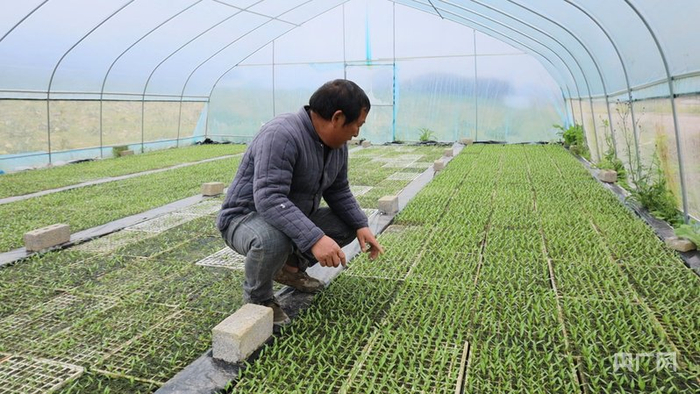 虾子镇椒农曾留兴正在打理田间的辣椒苗（央广网记者  任振国  摄）