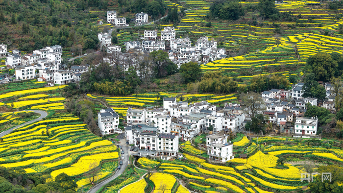 航拍婺源，金色梯田绕村落，春日美景无限（央广网见习记者  尹博  摄）