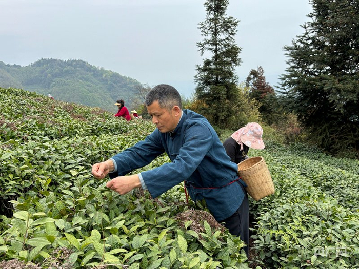 蒙顶山上的茶农们正忙着采摘鲜叶（央广网记者  唐诗敏  摄）