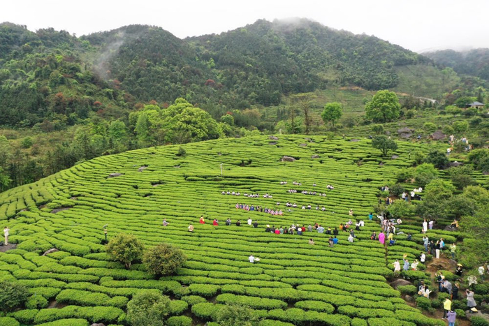 　　韶关曲江区罗坑镇梅山生态茶园。新华社记者 黄国保 摄