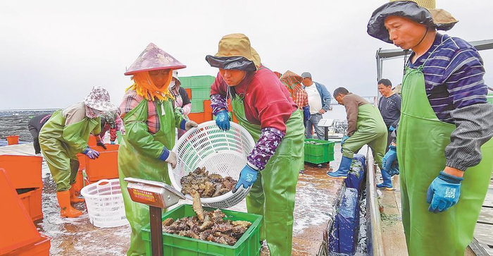 养殖工人将刚打捞出水的海参过秤称重。陈盛钟 摄