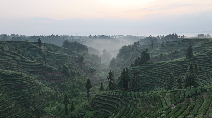 春日里的名山区茶园，一片青绿（央广网发  名山区融媒体中心供图）
