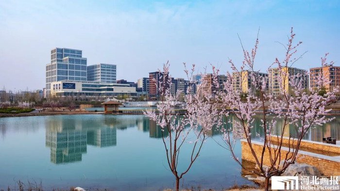 容东片区街头春花开遍。摄影/杨亚文