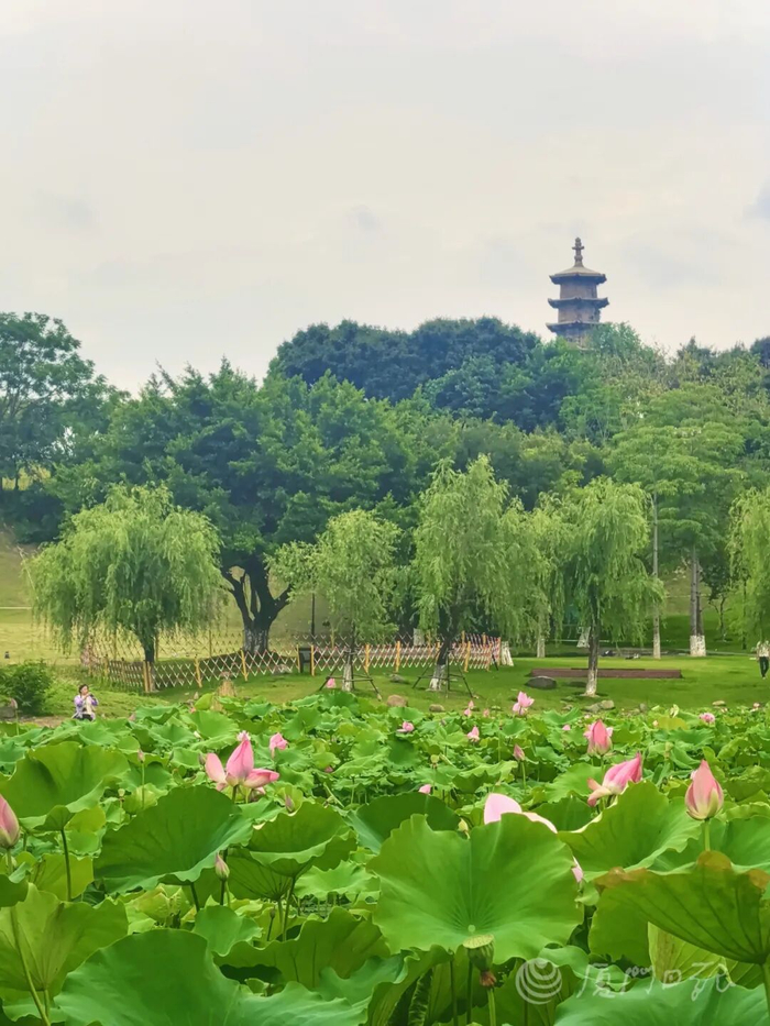 同安文笔塔公园荷花盛开。（资料图/通讯员 叶晓飞 摄）