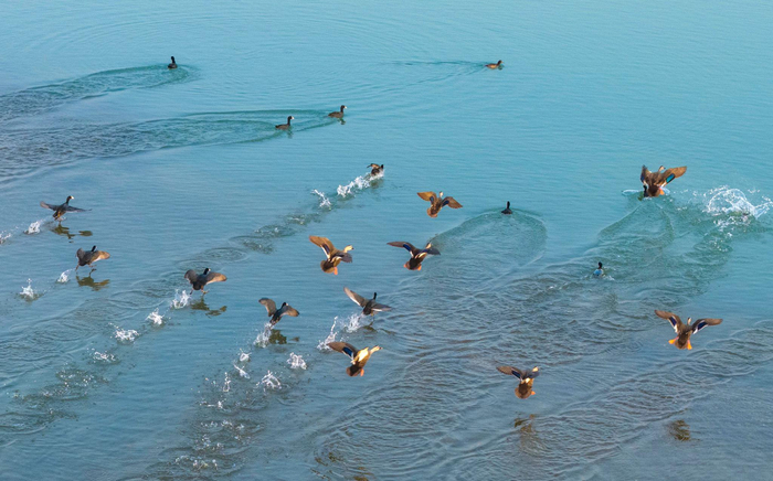 江西省九江市八里湖畔天碧水美，风光旖旎，鸟儿翩跹，构成一幅美丽的生态画卷。傅建斌摄