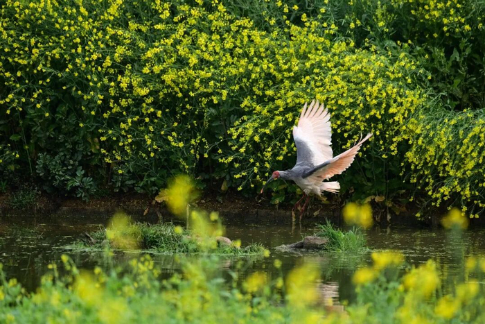 新华社记者 邹竞一 摄
