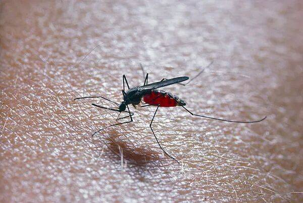 淡色库蚊叮咬人血。图源视觉中国