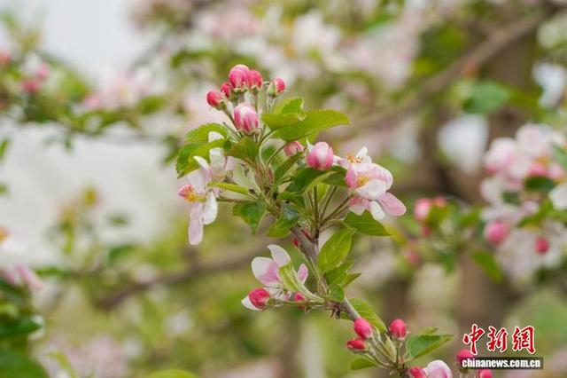 图为4月1日，威宁自治县雪山镇妥打村苹果种植基地，苹果花迎风绽放。赵庆能 摄