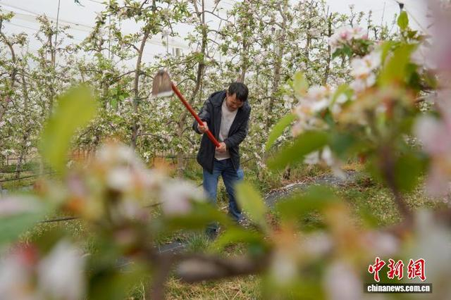 图为4月1日，威宁自治县迤那镇苹果种植基地，务工人员在除草。赵庆能 摄