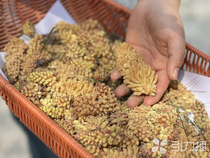 马尾松松花花期短，十斤花才出一斤粉。苏报融媒记者 朱亚蕾/摄