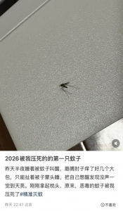 北京网友称已被蚊子“骚扰”。视频截图
