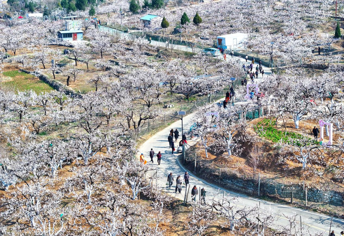 杏花开，游客来。黄鹤鸣摄